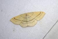 Cyclophora linearia