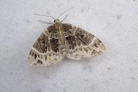 Ecliptopera silaceata