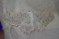 Scopula marginepunctata