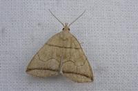 Herminia grisealis