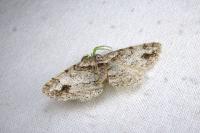 Paradarisa consonaria