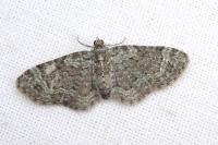 Pasiphila chloerata