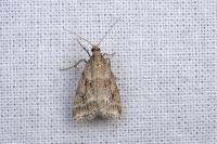 Scoparia subfusca