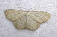 Scopula umbelaria