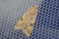 Heliothis peltigera