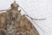 Thera obeliscata