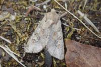 Apamea sordens
