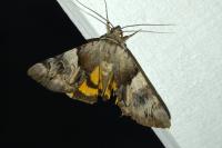 Catocala fulminea