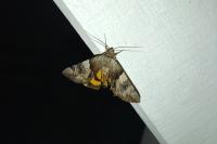 Catocala fulminea