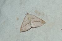 Petrophora chlorosata