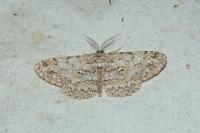 Hypomecis punctinalis