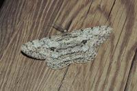 Hypomecis roboraria
