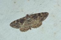 Alcis repandata