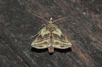 Euchalcia modestoides