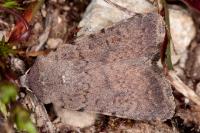 Caradrina flavirena