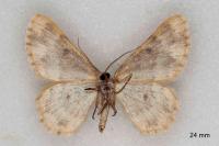 Charissa mucidaria