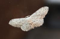 Idaea seriata