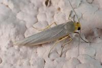 Eilema caniola