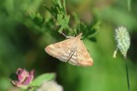 Pyrausta despicata