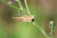 Idaea ochrata