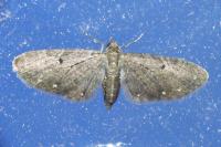 Eupithecia tripunctaria