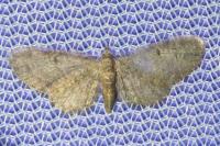 Eupithecia tenuiata