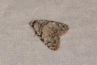 Meganola strigula