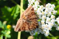 Euclidia glyphica