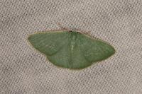 Xenochlorodes olympiaria