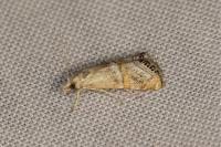 Euchromius anapiellus