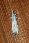 Catoptria falsella