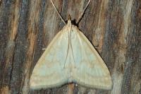 Udea lutealis