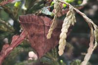 Polypogon plumigeralis