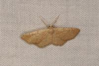 Idaea belemiata helianthemata