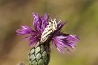 Emmelia trabealis