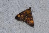 Pyrausta aurata