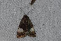 Tyta luctuosa