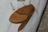Lasiocampa quercus quercus
