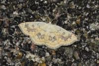 Cyclophora annularia