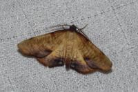 Plagodis dolabraria