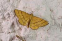 Idaea aureolaria