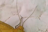 Idaea aureolaria