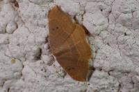 Watsonalla binaria