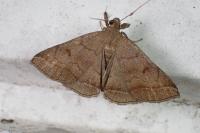 Zanclognatha lunalis