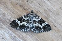 Epirrhoe tristata