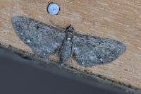 Eupithecia tripunctaria
