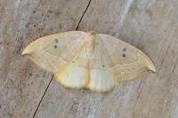 Watsonalla binaria