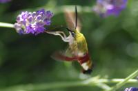 Hemaris fuciformis