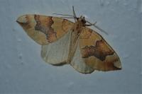Cidaria fulvata