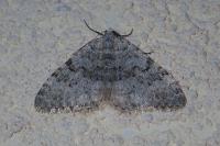 Nebula nebulata
